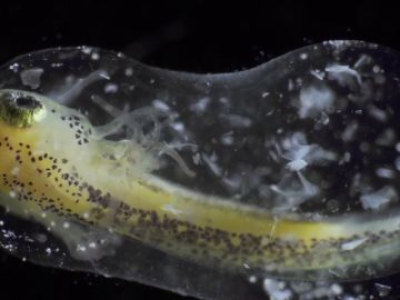 El increíble timelapse de la formación de una cría: desde un cigoto unicelular hasta una larva El increíble timelapse de la formación de una cría: desde un cigoto unicelular hasta una larva