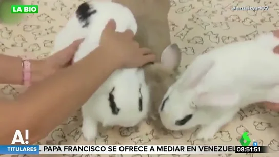 Tres conejos Tres conejos