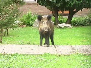 Un jabalí se cuela en el patio de un instituto de Erandio Un jabalí se cuela en el patio de un instituto de Erandio