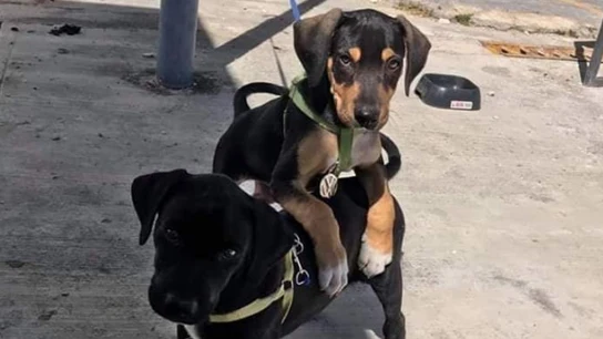 Polo y Virtus, los cachorros "agentes" de seguridad Polo y Virtus, los cachorros "agentes" de seguridad