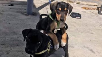 Polo y Virtus, los cachorros "agentes" de seguridad