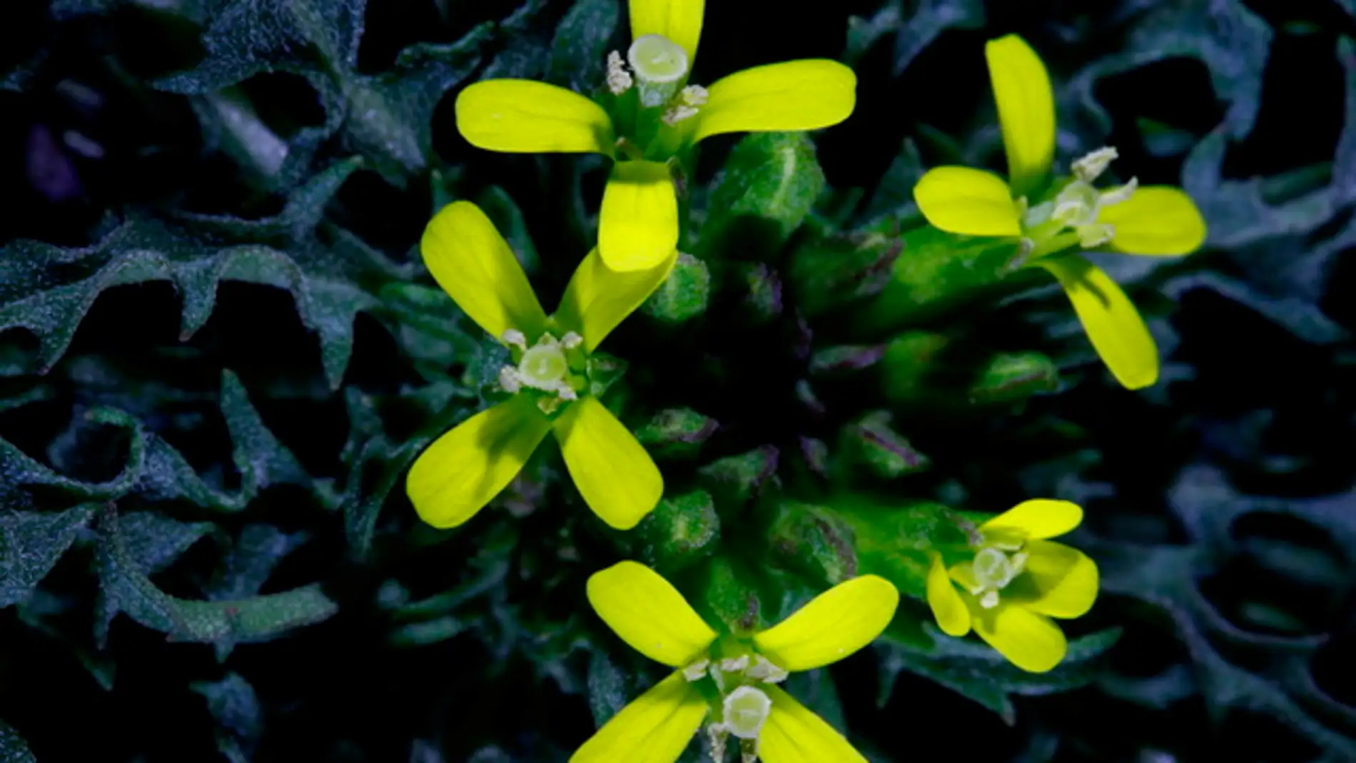 Existen plantas capaces de masajearse durante horas para autopolinizarse