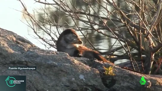 Una nutria dándose un baño Una nutria dándose un baño