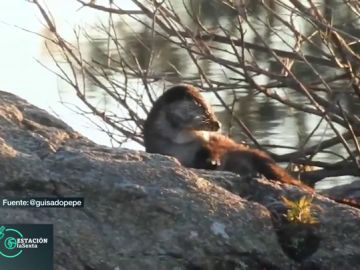 Una nutria dándose un baño Una nutria dándose un baño