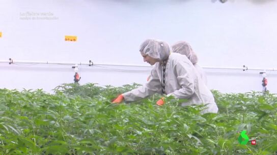 Imagen de una plantaci&oacute;n de marihuana en Canad&aacute;