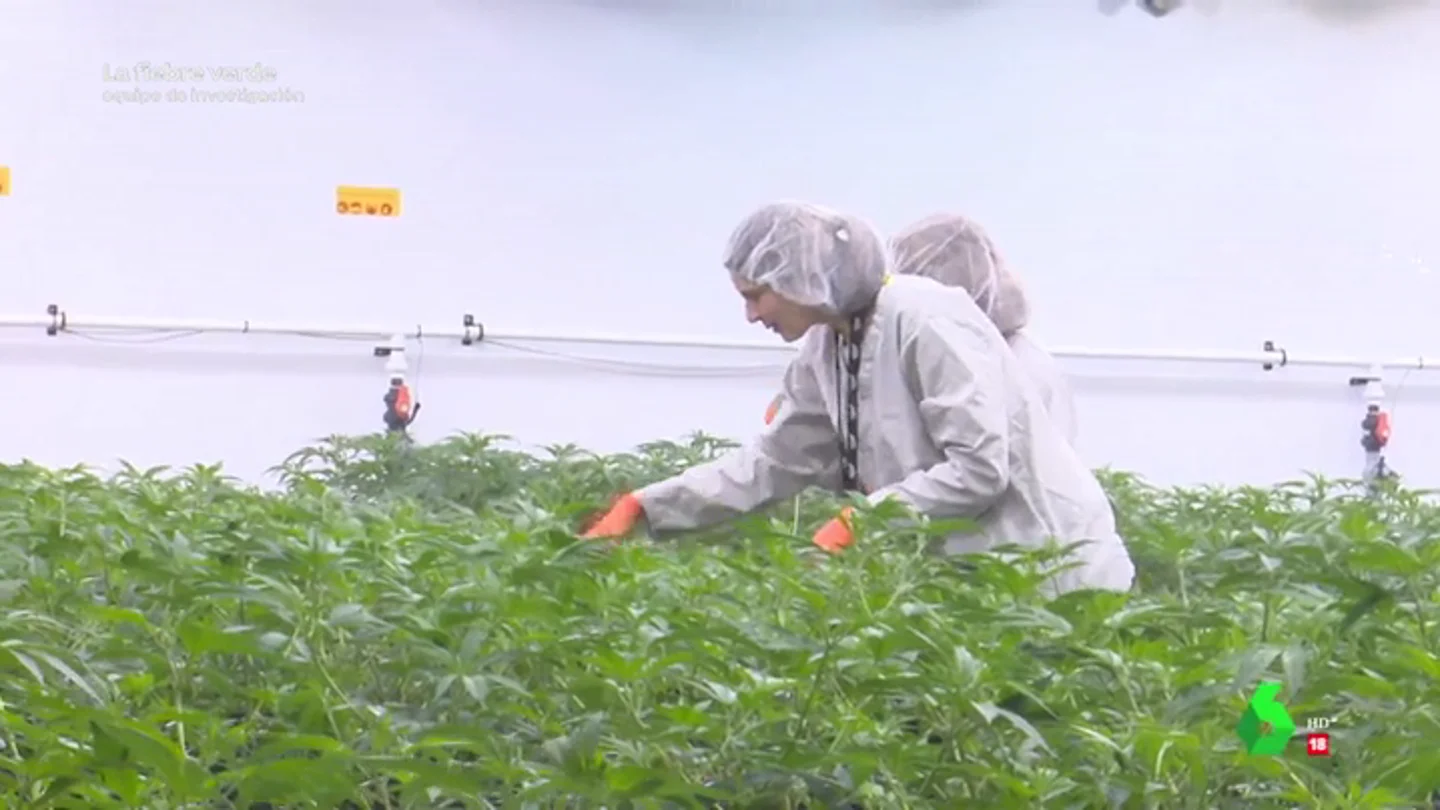 Imagen de una plantación de marihuana en Canadá Imagen de una plantación de marihuana en Canadá