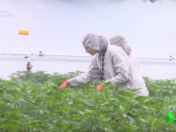 Imagen de una plantación de marihuana en Canadá Imagen de una plantación de marihuana en Canadá