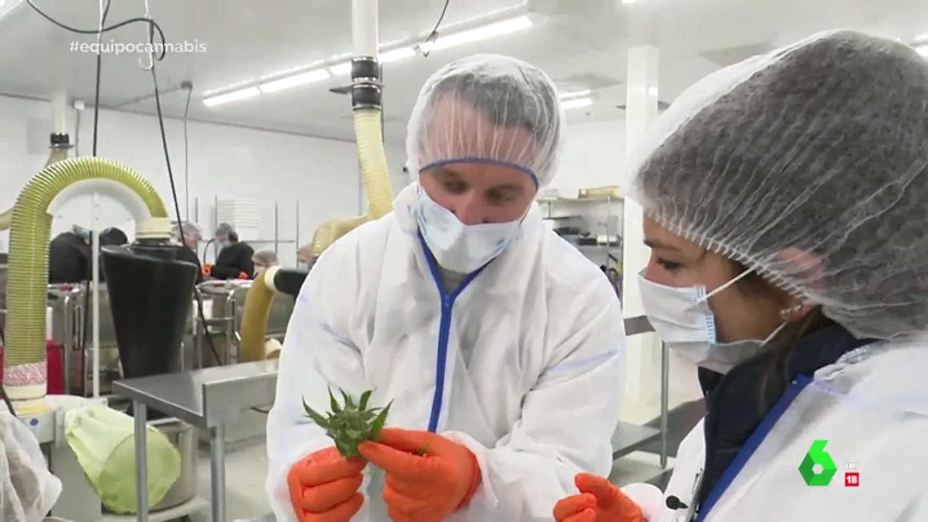 La plantación de marihuana en Canadá, un negocio valorado en 21.000 millones de euros