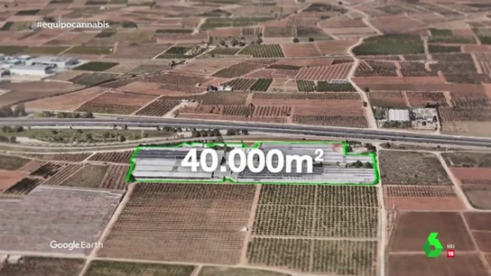 Una gran plantación de cánnabis legal Una gran plantación de cánnabis legal