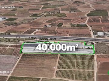 Una gran plantación de cánnabis legal Una gran plantación de cánnabis legal