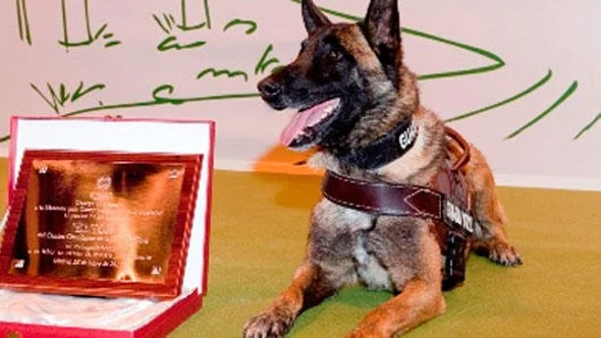Elton, el perro de la Guardia Civil que se retira tras participar en más de 500 casos Elton, el perro de la Guardia Civil que se retira tras participar en más de 500 casos