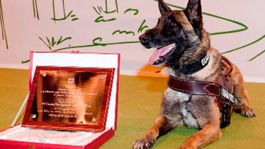 Elton, el perro de la Guardia Civil que se retira tras participar en más de 500 casos 