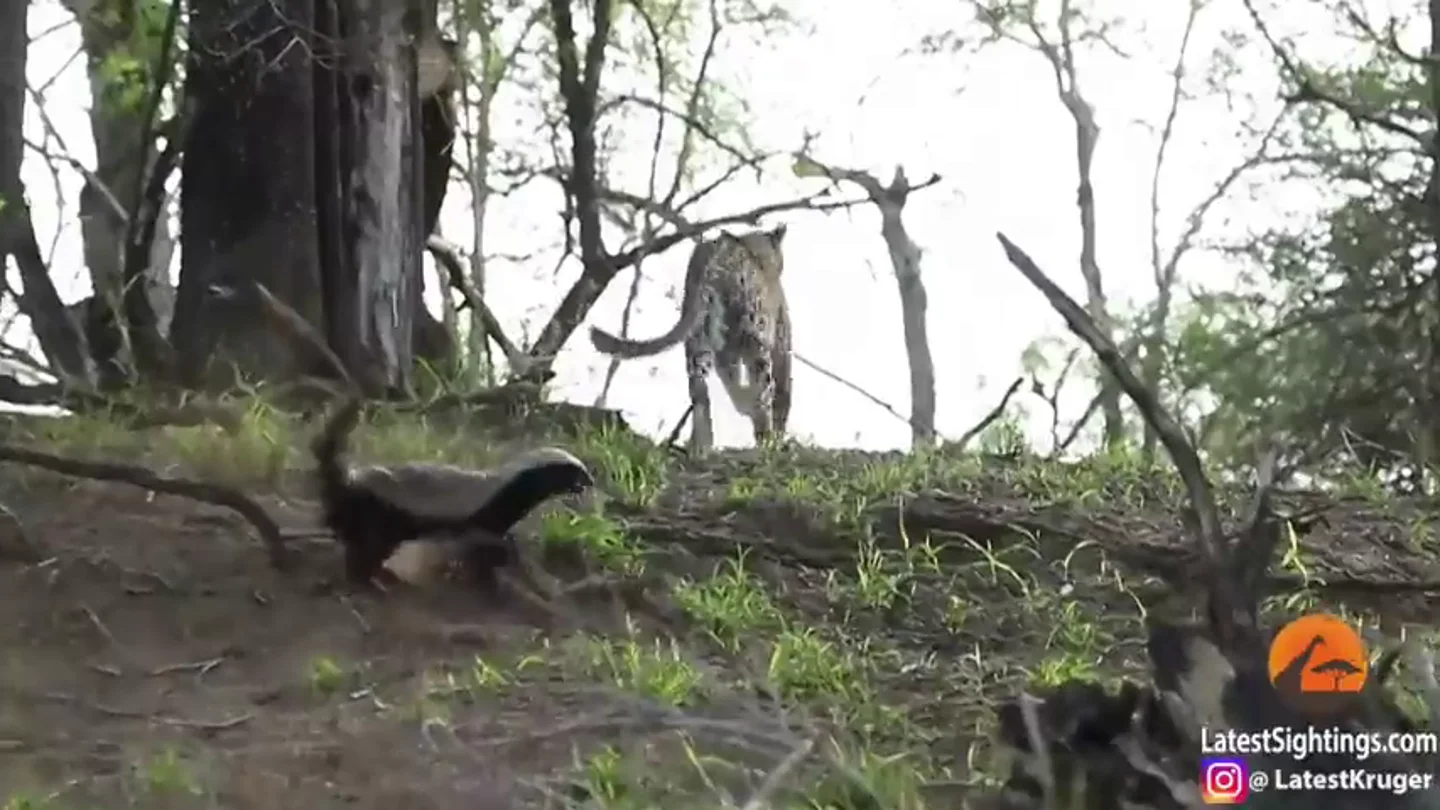 Un tejón ataca y ahuyenta a un leopardo después de que intentase cazar a su cría Un tejón ataca y ahuyenta a un leopardo después de que intentase cazar a su cría