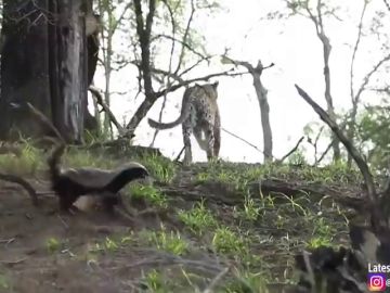 Un tejón ataca y ahuyenta a un leopardo después de que intentase cazar a su cría Un tejón ataca y ahuyenta a un leopardo después de que intentase cazar a su cría