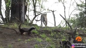 Un tejón ataca y ahuyenta a un leopardo después de que intentase cazar a su cría 