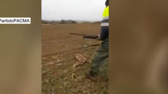 Imagen de un cazador que agrede brutalmente a un zorro Imagen de un cazador que agrede brutalmente a un zorro