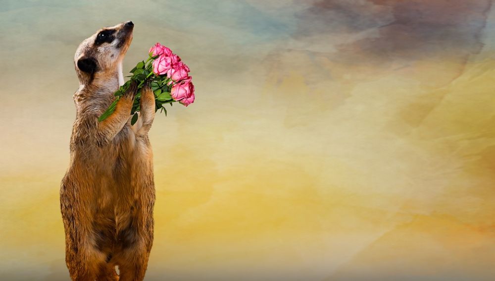 Un suricata con ramo de rosas