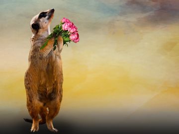 Un suricata con ramo de rosas Un suricata con ramo de rosas