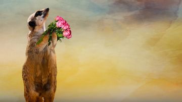 Un suricata con ramo de rosas