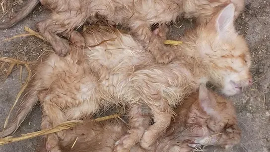 Imagen de los gatos hallados muertos de hambre Imagen de los gatos hallados muertos de hambre
