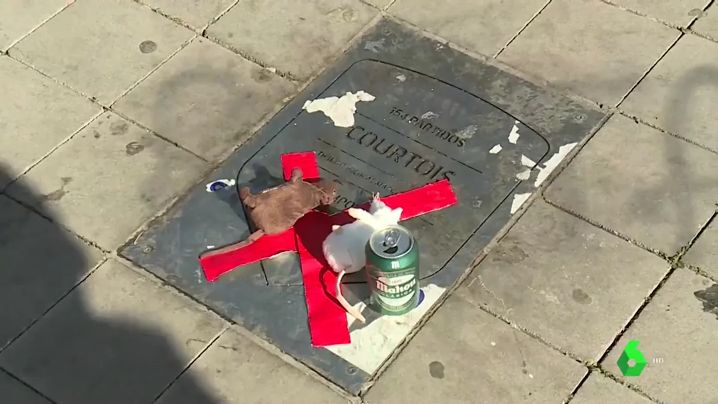 La placa de Thibaut Courtois en el Metropolitano aparece cubierta de ratas de mentira La placa de Thibaut Courtois en el Metropolitano aparece cubierta de ratas de mentira