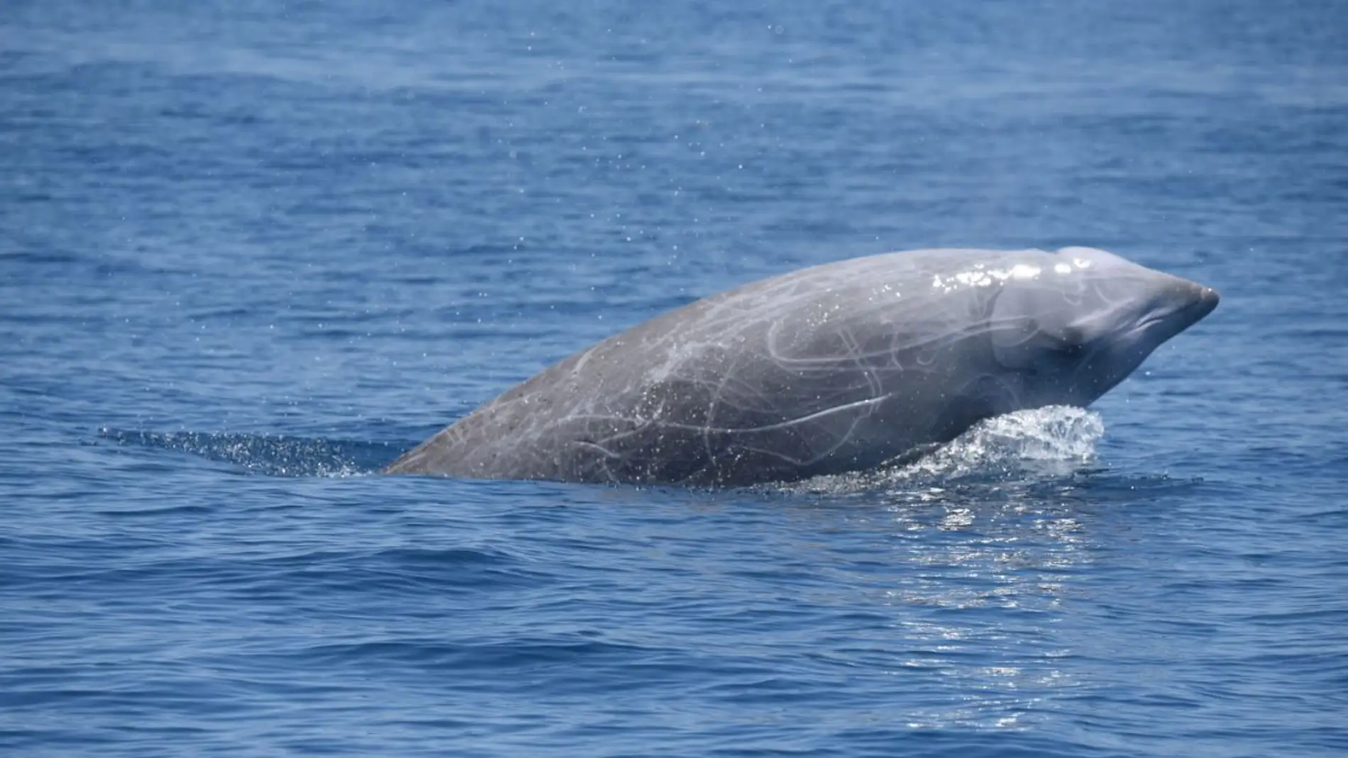 Confirmado los zifios son los reyes del buceo