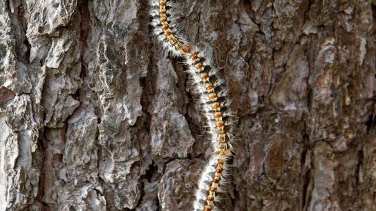 Imagen de una oruga procesionaria