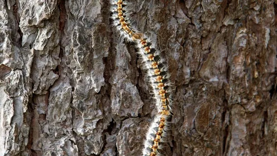 Imagen de una oruga procesionaria Imagen de una oruga procesionaria
