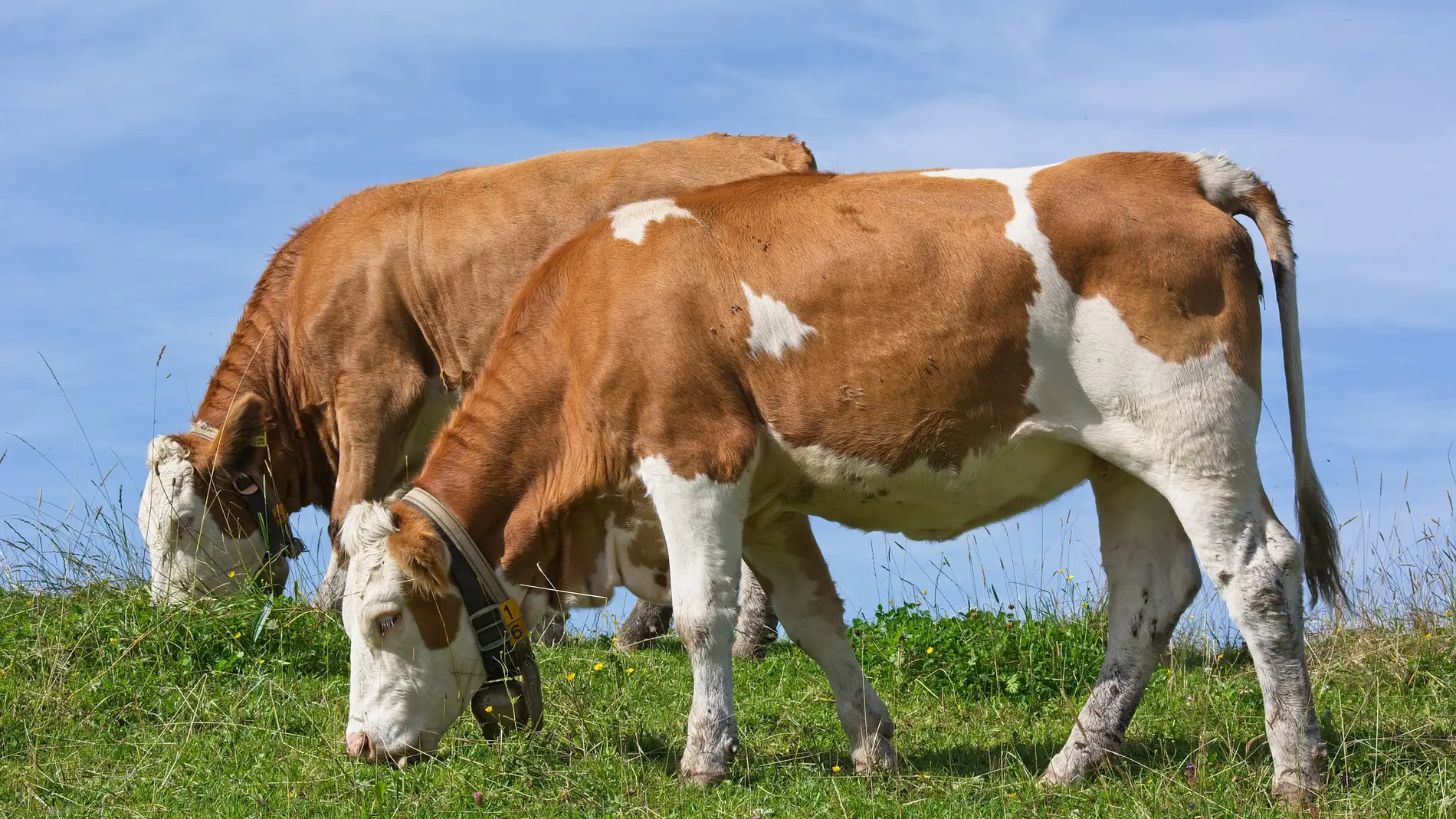 El tratamiento de las proteínas de la dieta de los rumiantes puede llegar a reducir más de un 10% la emisión de metano producido en la fermentación ruminal.