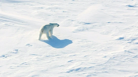 Oso polar en ciudad rusa del norte Invasión en el archipiélago ártico Nueva Zembla