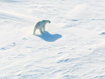 Oso polar en ciudad rusa del norte Oso polar en ciudad rusa del norte