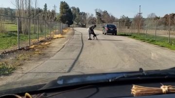 El hombre empuja al perro y le abandona en medio de una carretera.