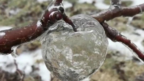 Aparecen varias manzanas 'fantasma' en huertos de Michigan: estas son imágenes virales que deja el temporal Aparecen varias manzanas 'fantasma' en huertos de Michigan: estas son imágenes virales que deja el temporal