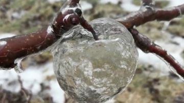 Aparecen varias manzanas 'fantasma' en huertos de Michigan: estas son imágenes virales que deja el temporal