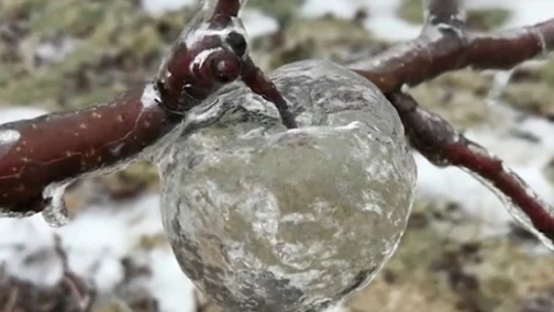 Aparecen varias manzanas 'fantasma' en huertos de Michigan: estas son imágenes virales que deja el temporal