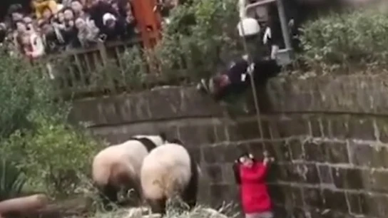 El agonizante rescate de una una niña que cayó a un foso de osos panda El agonizante rescate de una una niña que cayó a un foso de osos panda