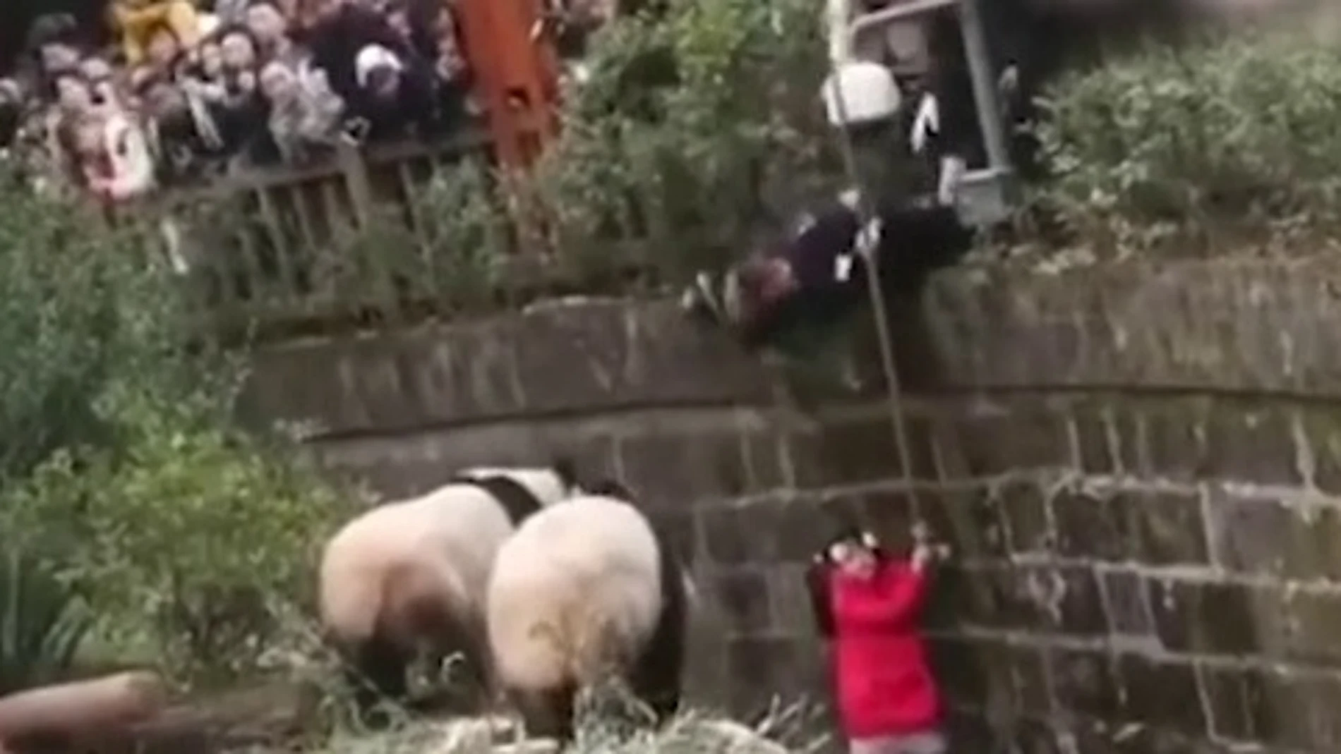 El agonizante rescate de una una niña que cayó a un foso de osos panda