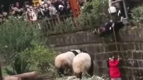 El agonizante rescate de una una niña que cayó a un foso de osos panda