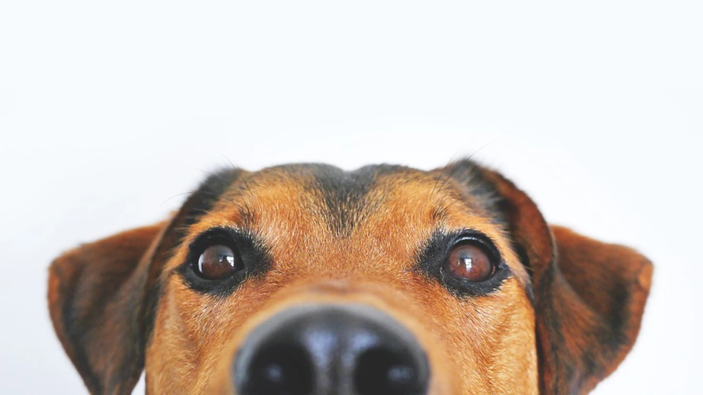 Perro Perro