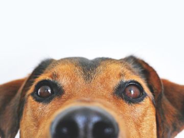 Perro Perro