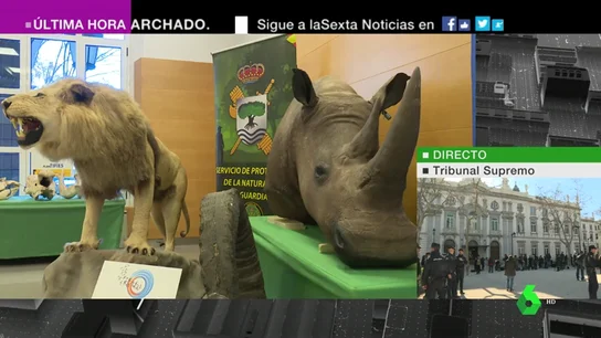 Seis investigados por tráfico de animales disecados de especies protegidas Especies protegidas que vendían por Internet