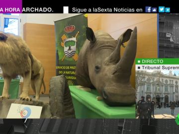 Seis investigados por tráfico de animales disecados de especies protegidas Seis investigados por tráfico de animales disecados de especies protegidas
