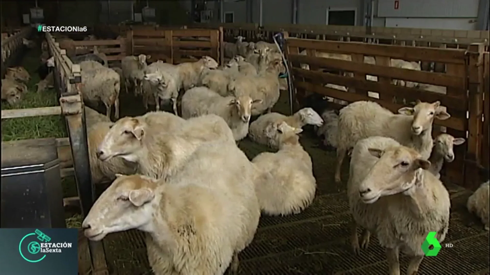 Examen de pastores: así se aprende todo lo necesario para cuidar y vivir de las ovejas