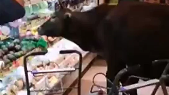 Cuatro vacas invaden un supermercado en Hong Kong para darse un buen festín Cuatro vacas invaden un supermercado en Hong Kong para darse un buen festín