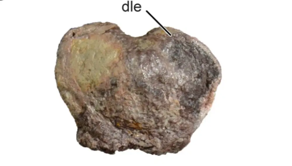 Imagen de uno de los restos fósiles de la cola, con forma de corazón