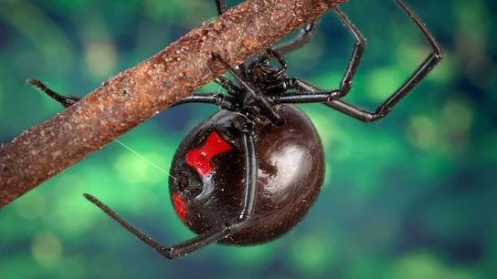 La especie de viuda negra La especie de viuda negra