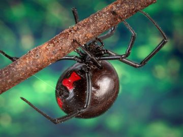 La especie de viuda negra La especie de viuda negra