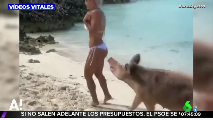 Una modelo y un cerdo