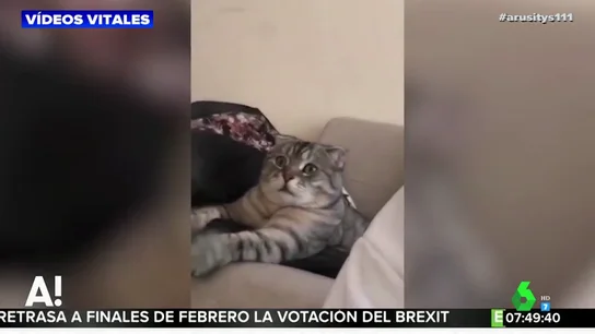 gato gato