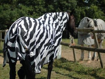 Caballo disfrazado de cebra Caballo disfrazado de cebra